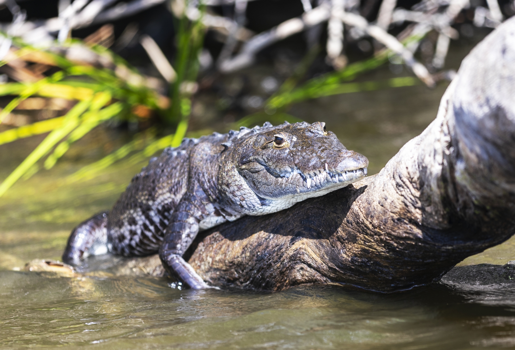 Morelet`s Crocodile, New River, Belize